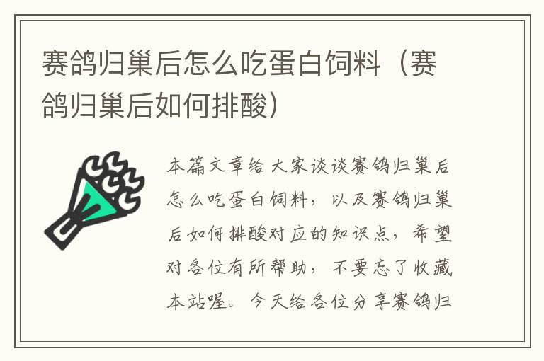 赛鸽归巢后怎么吃蛋白饲料（赛鸽归巢后如何排酸）